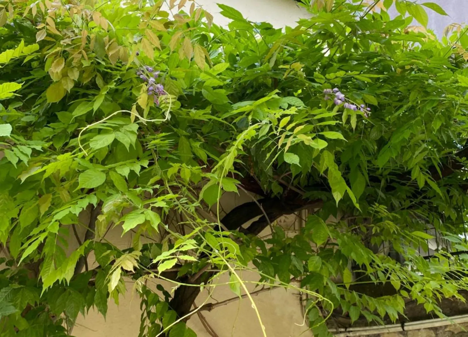 Πανσιόν Maison Chorier Ξενοδοχείο Γκρενόμπλ Γαλλία